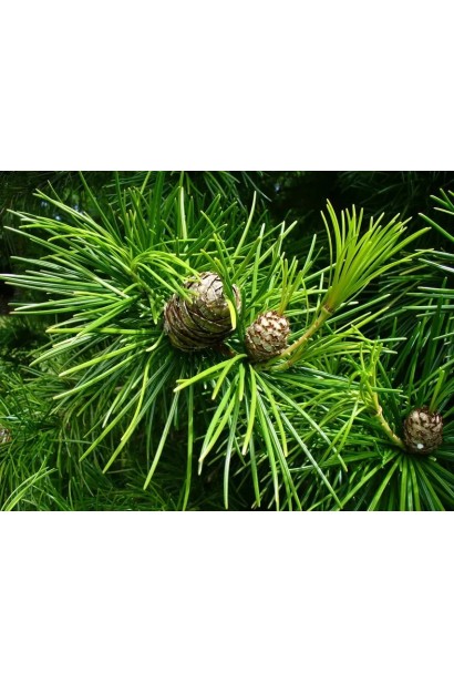 Сціадопітіс мутовчастий шишки